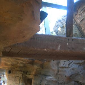 Walkthrough for Tigers