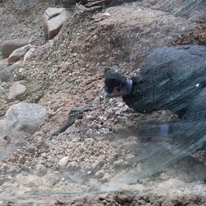 Crested Guineafowl