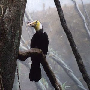 Sulawesi Dwarf Hornbill