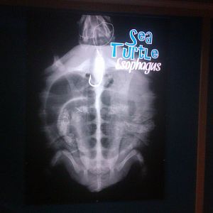 Sea Turtle X Ray