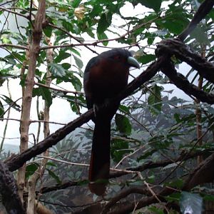 Chestnut-Breasted Malkoha