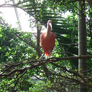 Scarlet Ibis