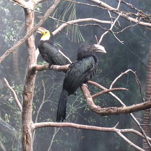 Sulawesi Dwarf Hornbills