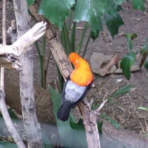 Male Andean Cock-of-the-Rock