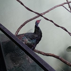 Ocellated Turkey