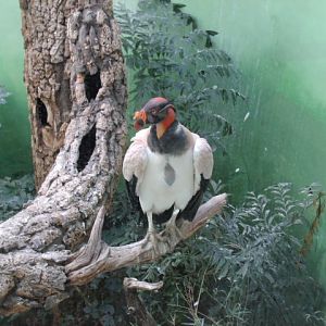 King Vulture