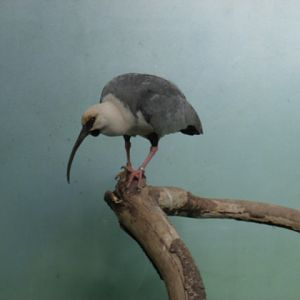 Black-Faced Ibis