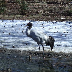 Black-Necked Crane