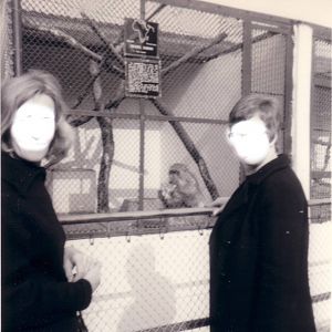 Chacma Baboon, April 1968