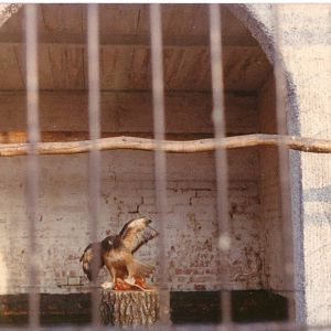 Bird of Prey, February 1973