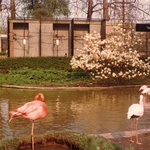 Flamingo, April 1978