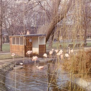 Flamingo, February 1973
