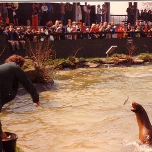 Sea lions, April 1978