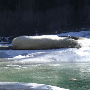 Tundra the Polar Bear
