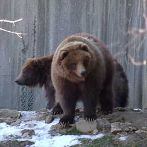 Grizzly Bears