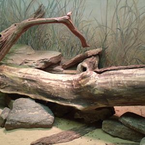 Long-Tailed Chinchilla Exhibit