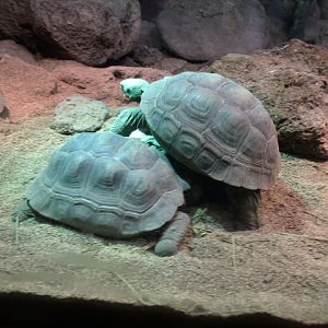 Volcán Darwin Giant Tortoises