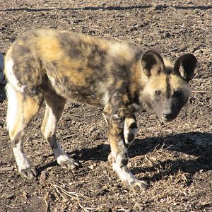 African Painted Dog Puppy