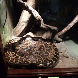 Gigantic Burmese Python