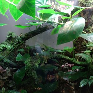 Kihansi Spray Toad Exhibit