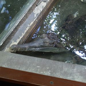 False Gharial