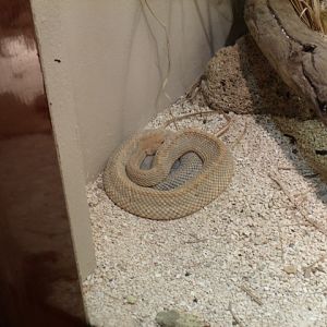 Aruba Island Rattlesnake