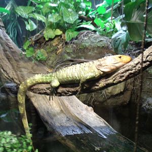 Northern Caiman Lizard