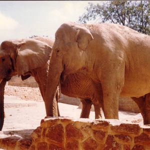 Old Elephant enclosure, August 1989