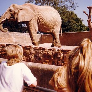 Old Elephant enclosure, August 1989