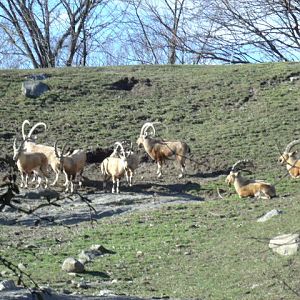 Nubian Ibex Herd