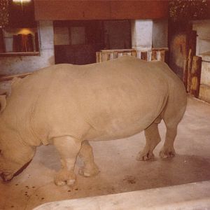 Rhino, August 1989