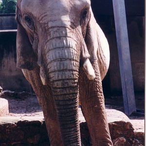 Old Elephant enclosure, August 1996