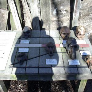 Archaeological Dig Site