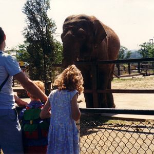 Elephant, June 1989