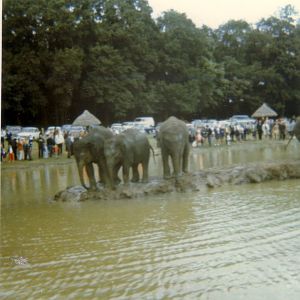 Elephants, August 1970