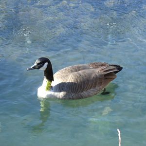 Canada Goose