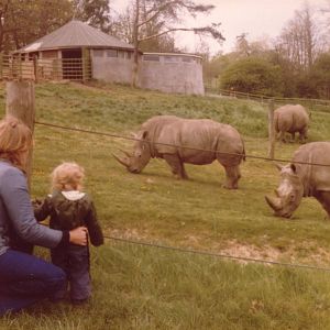 Rhinos, May 1980