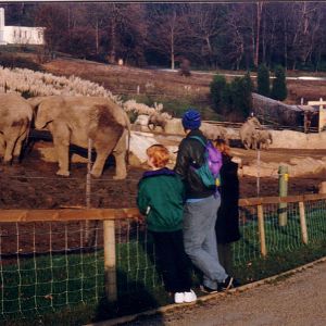 Elephants, November 1991