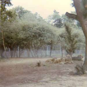 Lions, August 1970