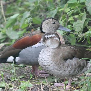 ringed teal pair
