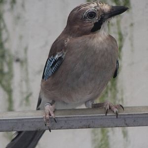 Eurasian jay