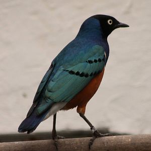 superb starling
