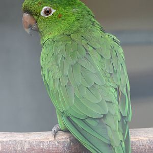 White-eyed parakeet
