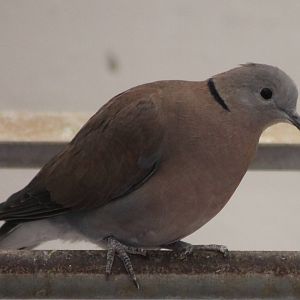 Red collared dove