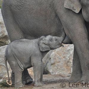 Elephant Calf Feeding