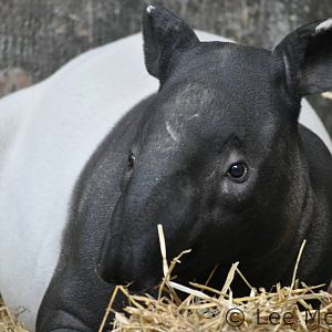 Malayan Tapir Chester Zoo