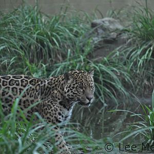 Napo the New Male Jaguar at Chester