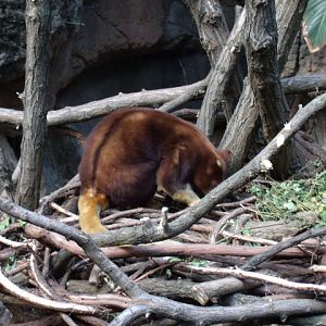 Matschie's Tree Kangaroo