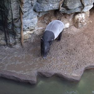 Malayan Tapir