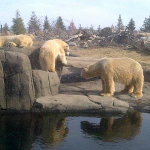 Nanook, Aurora and Anana